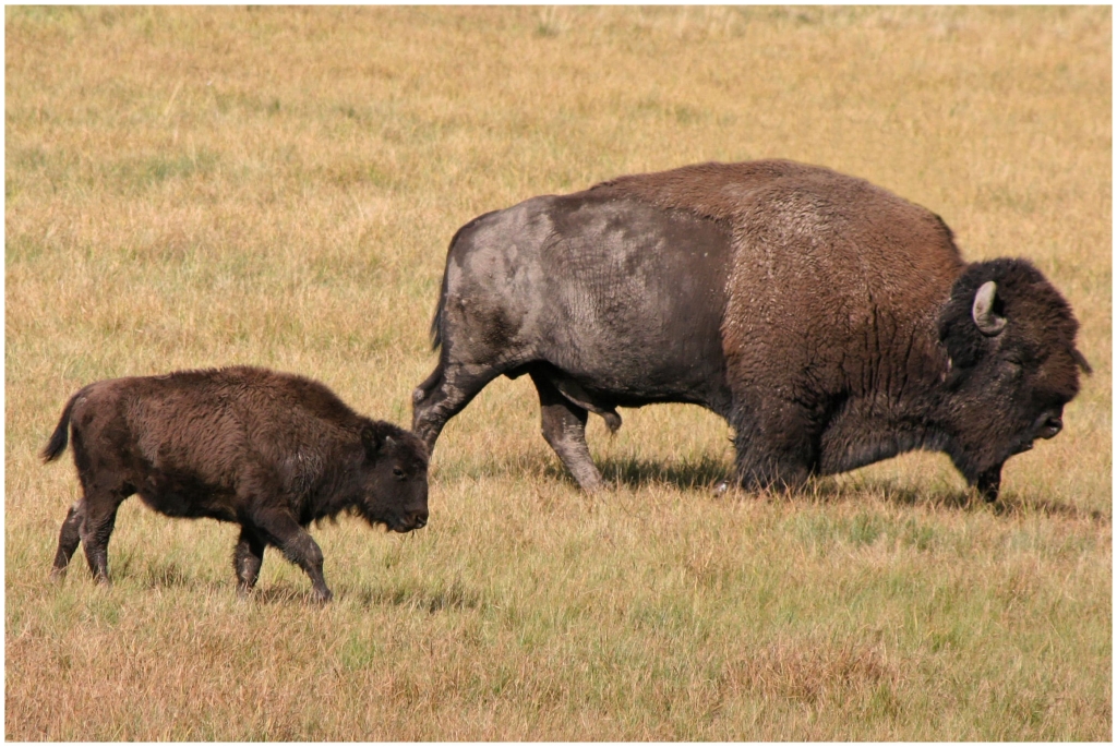 04 - Yellowstone NP (38).jpg